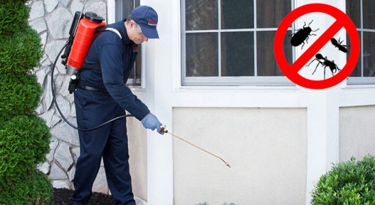 Pazarlar Fare İlaçlama böcek ilaçlama ve haşere kontrolü — ilaclama-tr.com